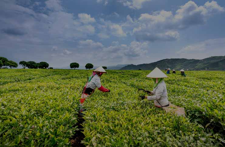 Manfaat Software ERP Untuk Perusahaan Agribisnis